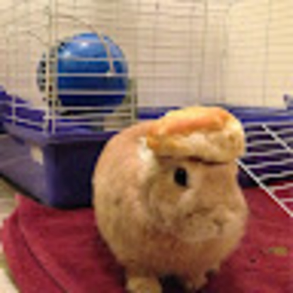 Meet your Posher, Alex